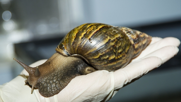 What to Do If You Touch a Giant African Snail with Your Hands? A Step-by-Step Guide