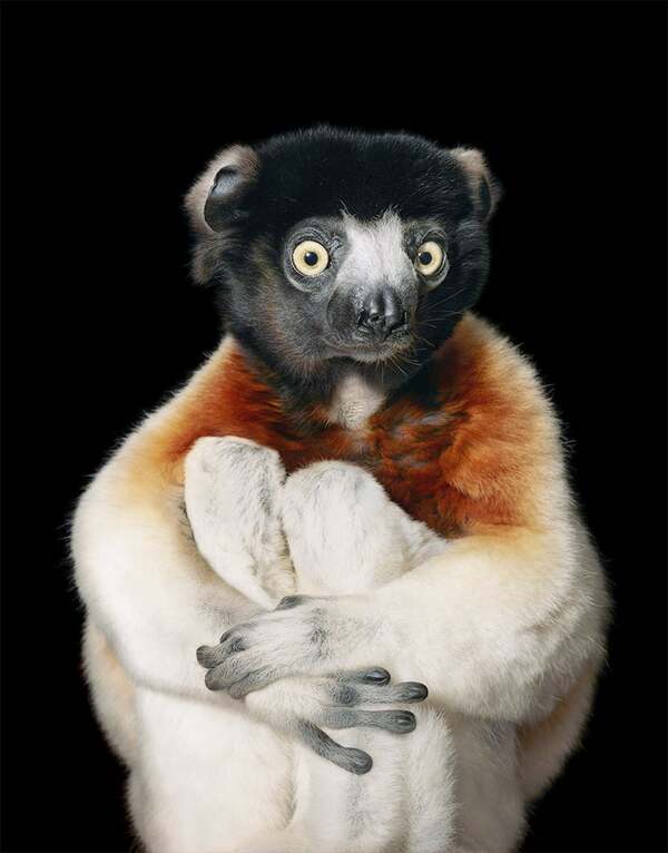 Coquerel's Sifaka (Propithecus coquereli)