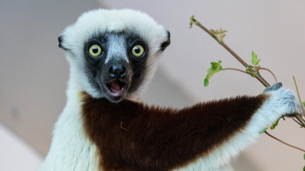 Coquerel's Sifaka (Propithecus coquereli)