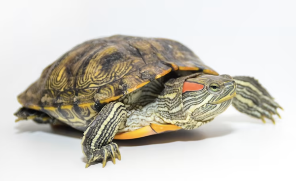 Red-Eared Sliders (Trachemys scripta elegans)