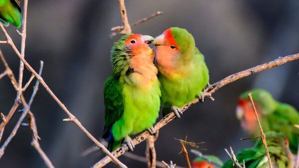 lovebird (Agapornis)