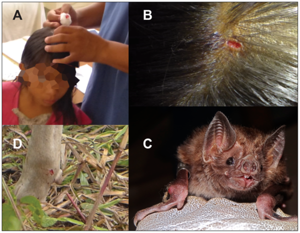 Do Bats Bite People While They Sleep? A Detailed Explanation