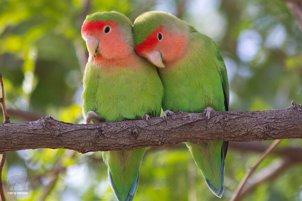 lovebird (Agapornis)