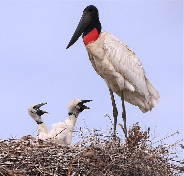 The Jabiru Stork: A Comprehensive Guide