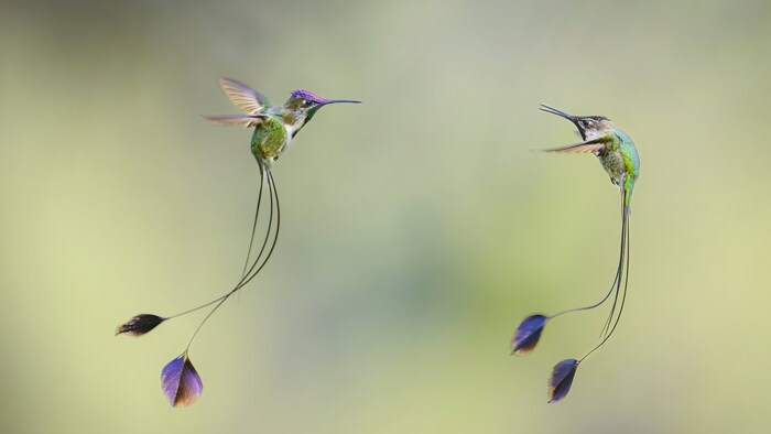 Top 10 Most Beautiful Hummingbird Species Around the World