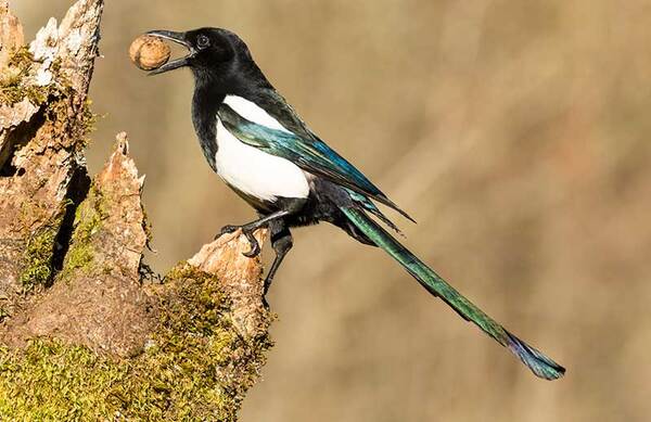 Can Magpies Be Eaten? A Comprehensive Guide on the Edibility of Magpies and Legal Considerations