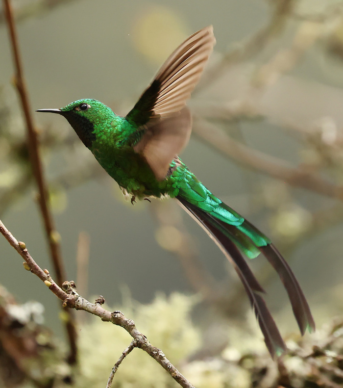 green-tailed trainbearer (Lesbia nuna)