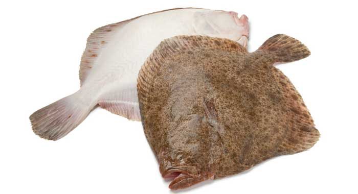 turbot (Scophthalmus maximus) 