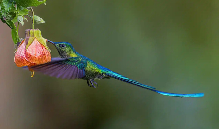 long-tailed sylph (Aglaiocercus kingii)