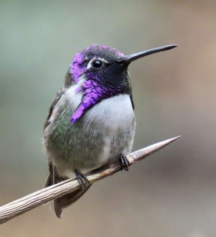 Costa’s Hummingbird(Calypte costae) 