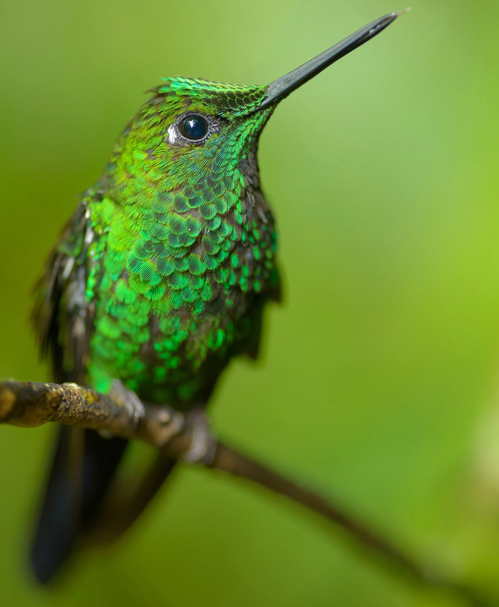 green-crowned brilliant (Heliodoxa jacula) 