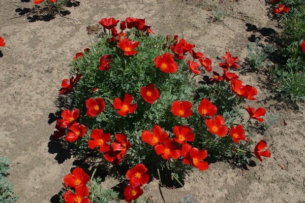 Eschscholzia californica