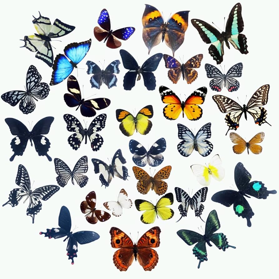 Butterflies