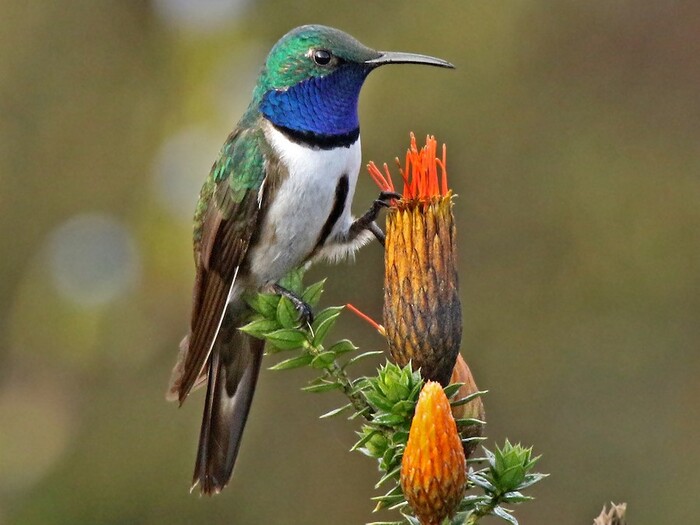 blue-throated hillstar (Oreotrochilus cyanolaemus)