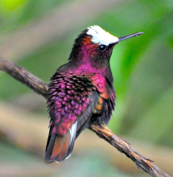 snowcap (Microchera albocoronata)