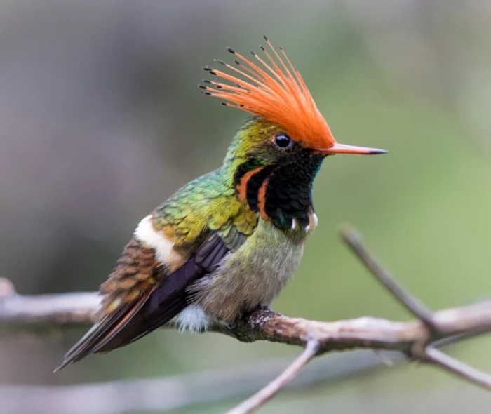 rufous-crested coquette (Lophornis delattrei)