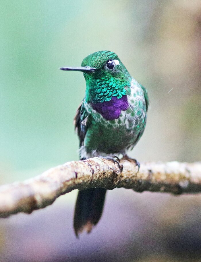 Purple-Bibbed Whitetip (Urosticte benjamini)