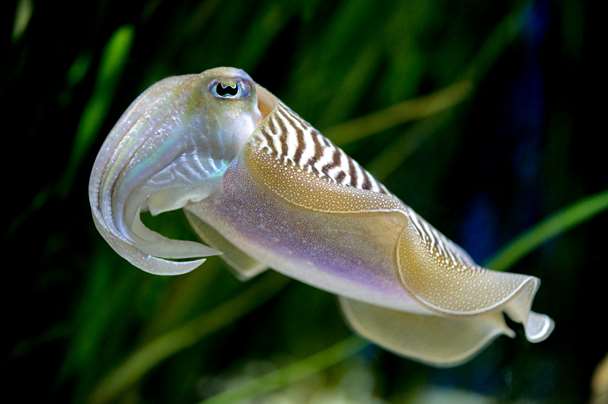 Is Cuttlefish Ink-Spraying an Instinctive Behavior?