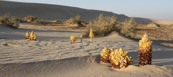 Cistanche tubulosa