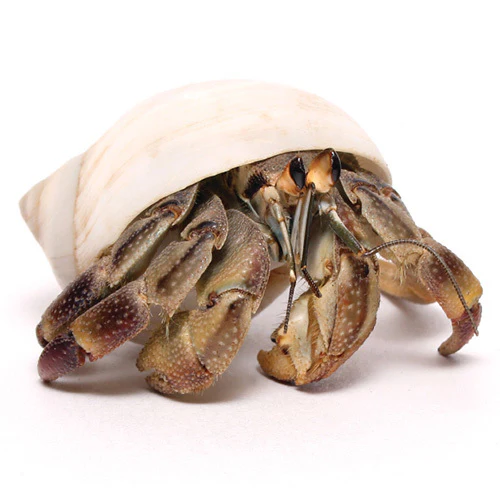 How Long Can a Hermit Crab Caught at the Beach Survive? A Complete Guide to Keeping Beach-Caught Her