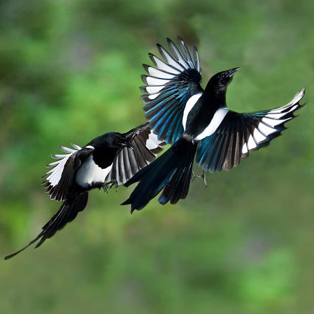 Magpies