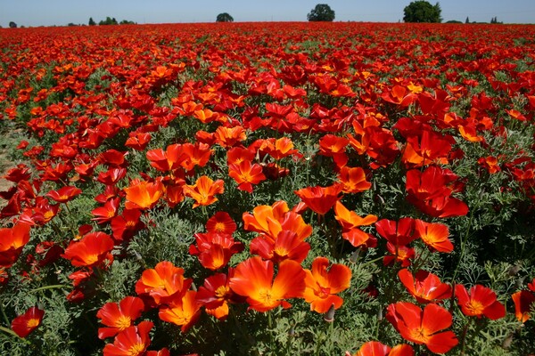 Everything You Need to Know About Eschscholzia Californica (California Poppy)