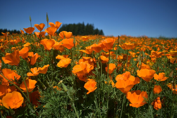 Eschscholzia californica