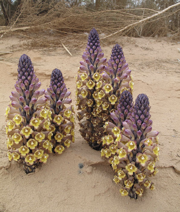 Cistanche tubulosa