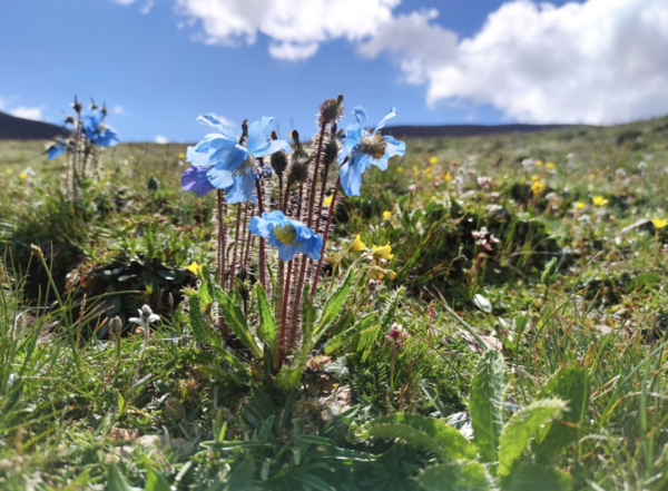 Meconopsis horridula