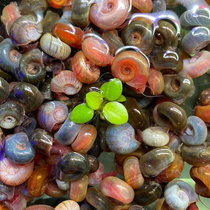 Will Apple Snails Get Leukemia Over Time? Understanding Apple Snail Health