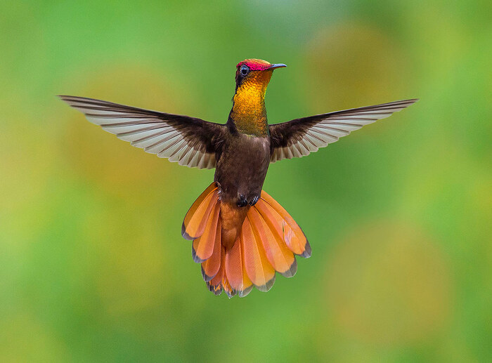 ruby-topaz hummingbird (Chrysolampis mosquitus)