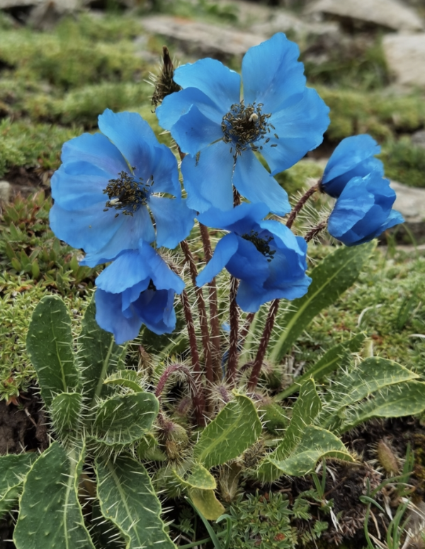 Everything You Need to Know About Meconopsis Horridula (Spiny Blue Poppy)