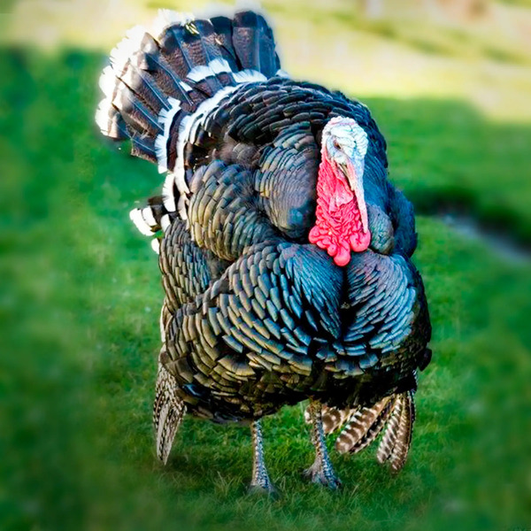 Bronze Turkey