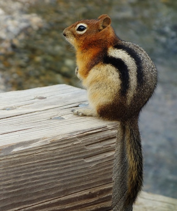 Golden Mantled Ground Squirrel