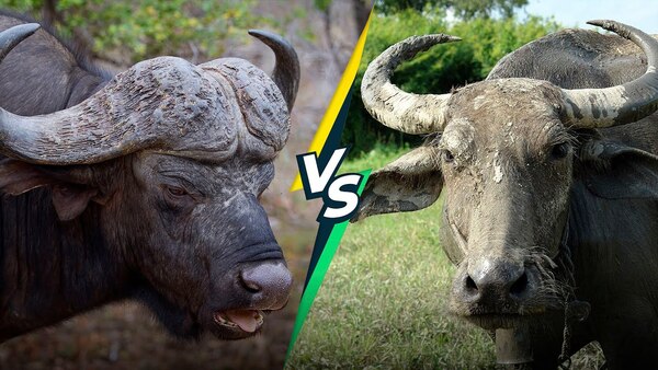 What Is the Difference Between a Buffalo and a Water Buffalo?