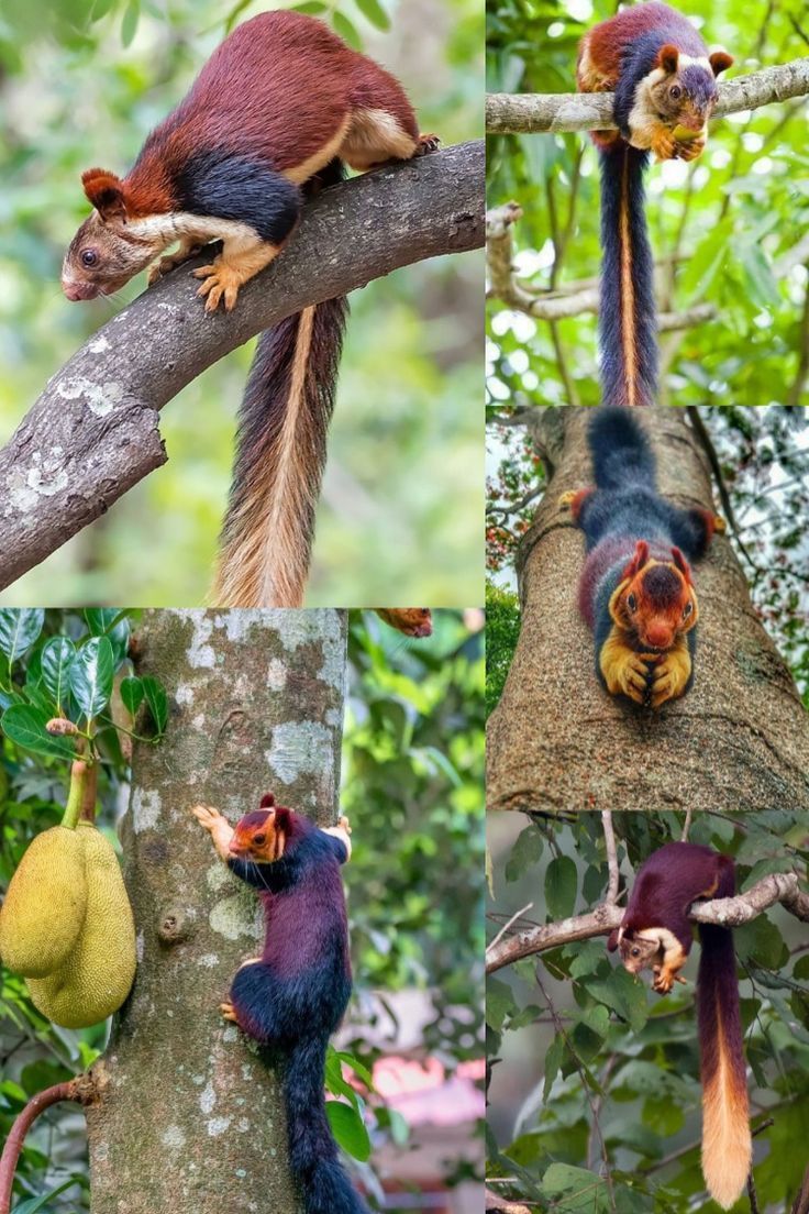 The Indian Giant Squirrel: A Comprehensive Guide to its Ecology, Behavior, and Conservation