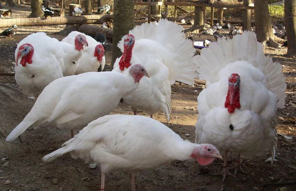 Broad Breasted White Turkey