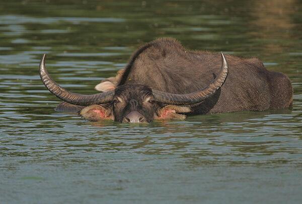 Water buffaloes (Bubalus bubalis)