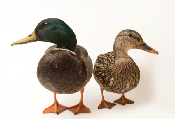 Duck and  Wild Duck