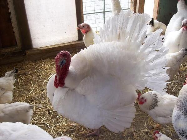 Holland White Turkey