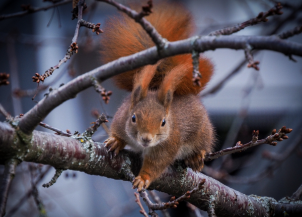 Prevost’s Squirrel