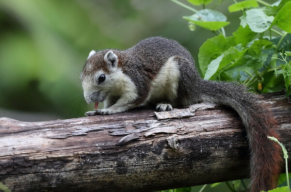 Variegated Squirrel