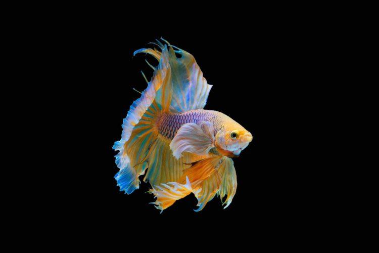 How Do Fish Sleep? Understanding Fish Sleep Patterns and Behavior