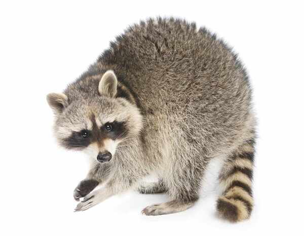 Raccoons (Procyon lotor)