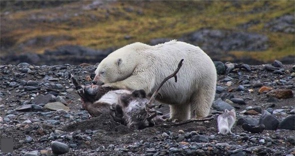 Polar bears (Ursus maritimus)