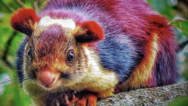 Indian giant squirrel or Malabar giant squirrel (Ratufa indica) 