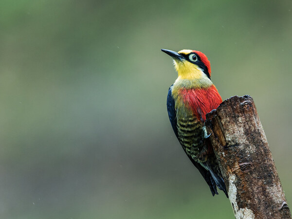 Yellow-fronted Woodpecker (Dendrocopos xanthopterus) 