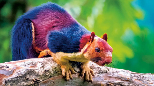 Indian giant squirrel or Malabar giant squirrel (Ratufa indica) 