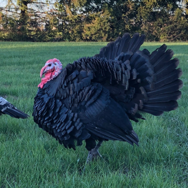 Black Turkey