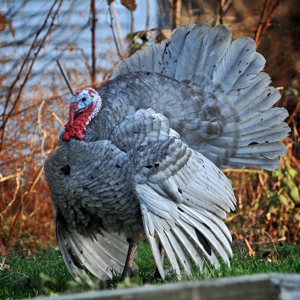 Blue Slate Turkey